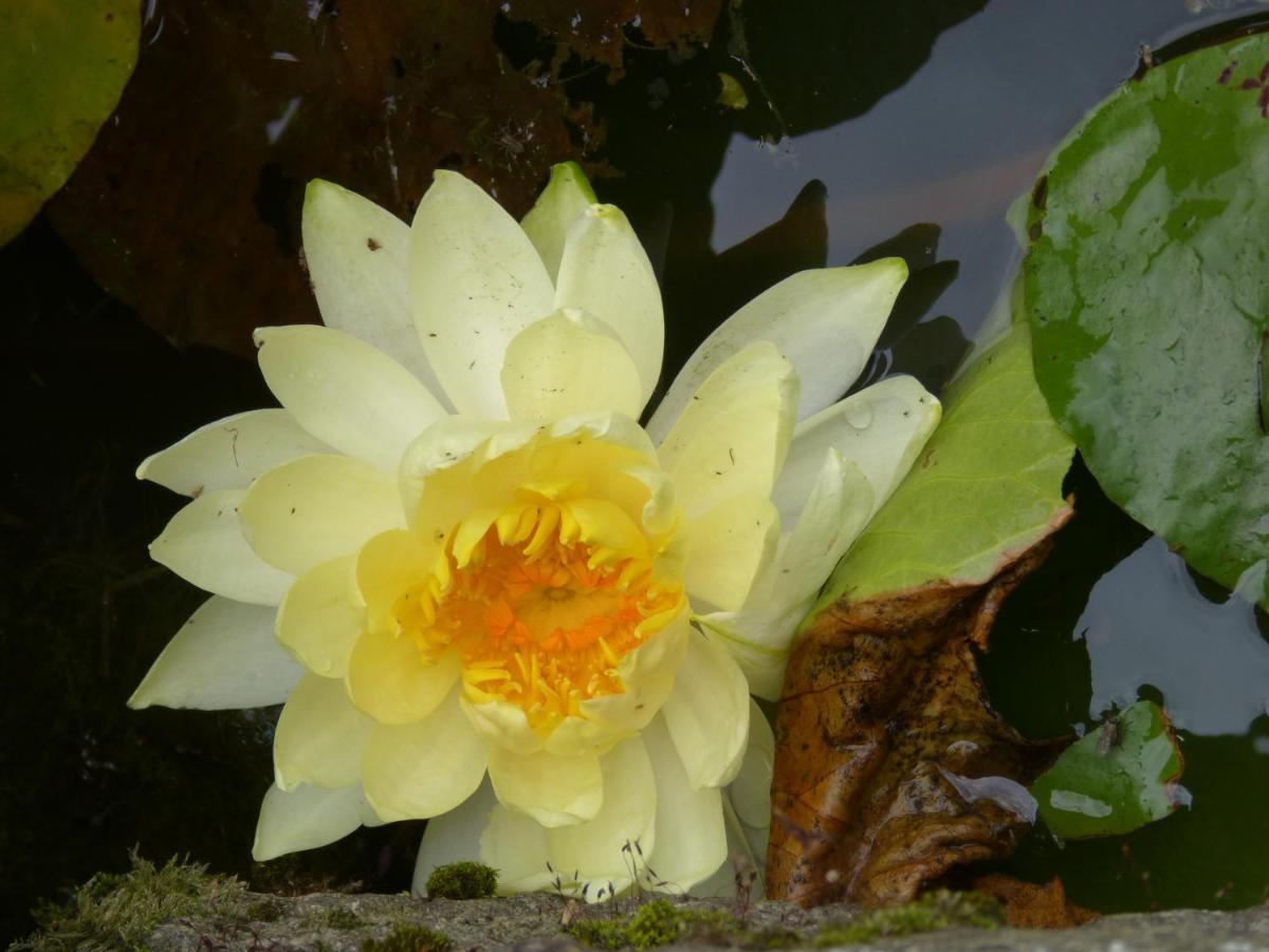 Gite De Caractere Loperec Bagian luar foto